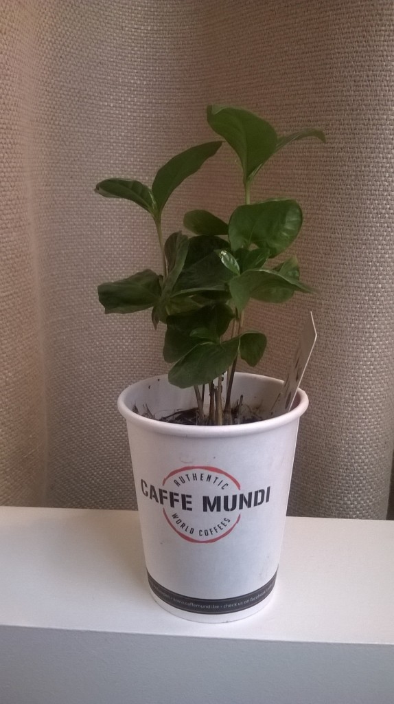 Espressobar Antwerpen | Caffe Mundi